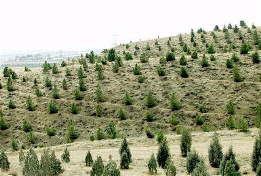 ایجاد بیش از 2 میلیون هکتار جنگل های دست کاشت بیابانی