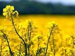 آغاز کشت کلزا در سطح مزارع استان ایلام