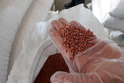 ضدعفونی بیش از ۶ هزار تن گندم بذری در شهرستان دهلران