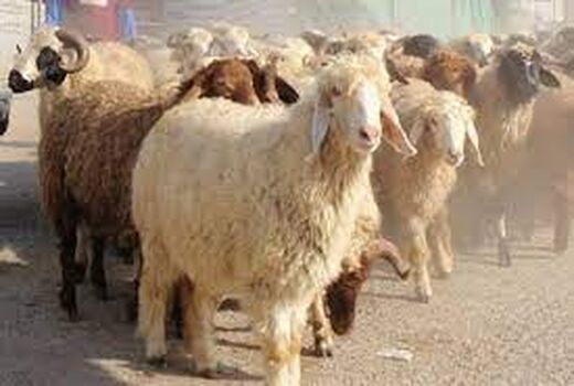 خشکسالی و گرانی نهاده های دامی سبب افزایش میزان کشتار و حذف دام در خراسان شمالی