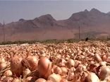آغاز برداشت پیاز از ۲۰۰ هکتار مزارع شهرستان فریدونشهر