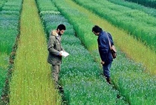 هماهنگی واحدهای اجرایی با واحدهای تحقیقاتی و ترویجی در طرح یاوران تولید 