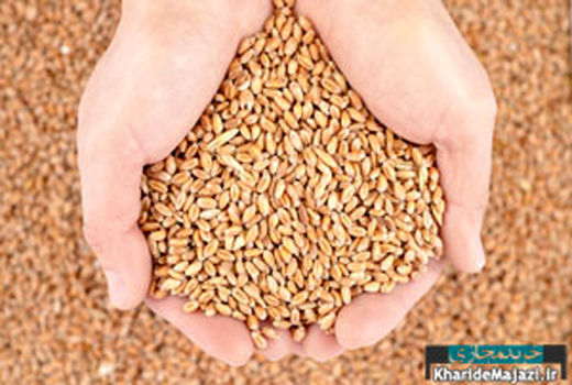 3700 تن بذر گندم و جو در مازندران ضد عفونی شد