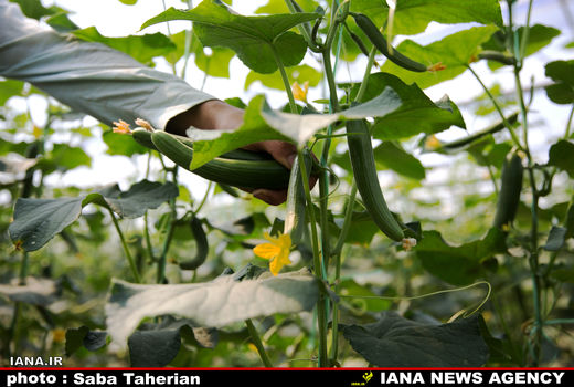 گلخانه خیار 