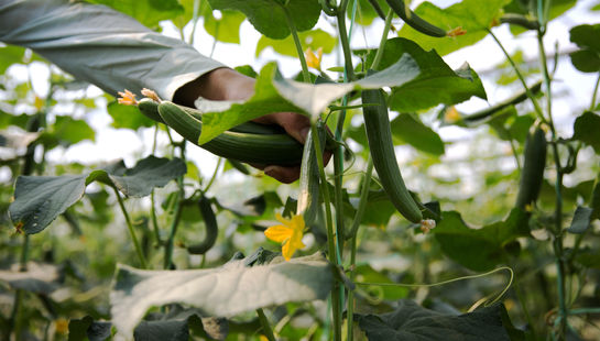 گلخانه خیار 