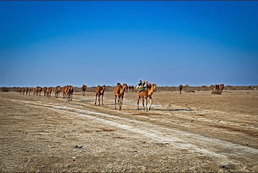 خروج 300 نفر شتر از تالاب هامون