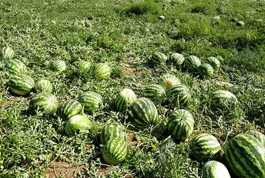 آغاز برداشت هندوانه - جاسک