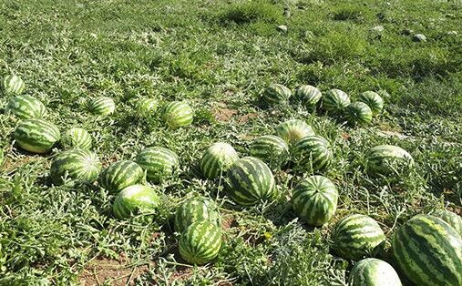 آغاز برداشت هندوانه - جاسک