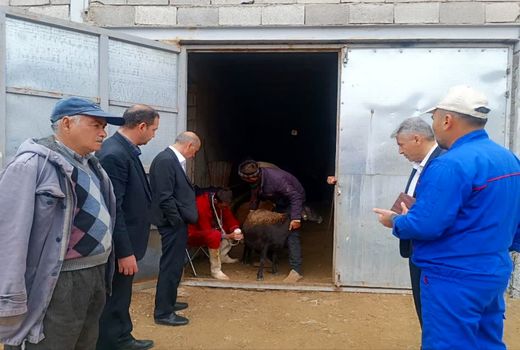 اجرای طرح همزمان‌ سازی فحلی در ۵۵۰ رأس دام سبک جلفا 