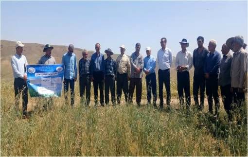 برگزاری مراسم «روز مزرعه» برای بررسی ارقام گندم نیمهگرمسیری در شهرستان هوراند