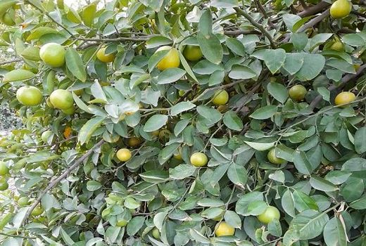 تولید 4 هزار تن لیمو شیرین در فیروزآباد