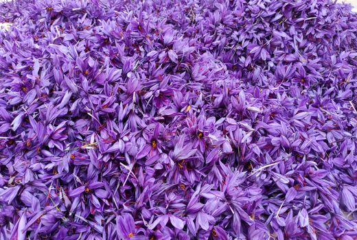 آغاز برداشت طلای سرخ از مزارع استان چهارمحال و بختیاری