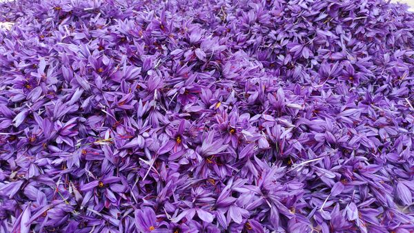 آغاز برداشت طلای سرخ از مزارع استان چهارمحال و بختیاری