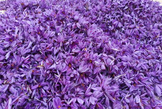 آغاز برداشت طلای سرخ از مزارع استان چهارمحال و بختیاری