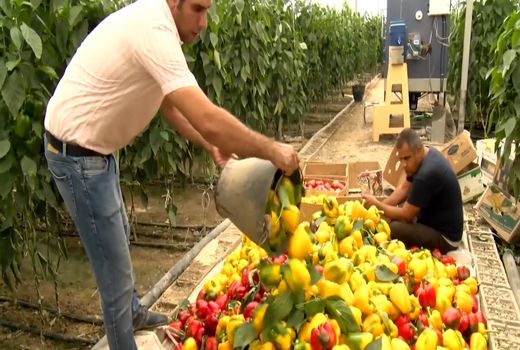 بهره گیری از فناوری نوین دفع آفات در گلخانه‌های استان