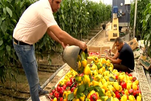 بهره گیری از فناوری نوین دفع آفات در گلخانه‌های استان