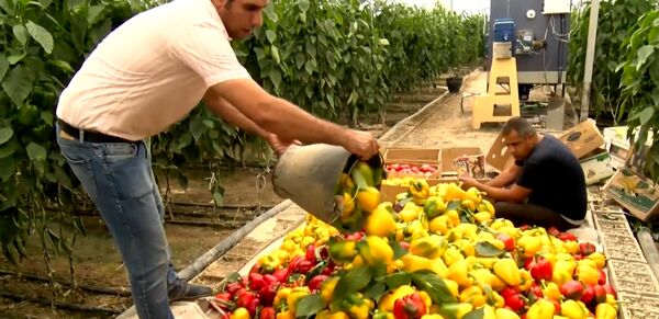 بهره گیری از فناوری نوین دفع آفات در گلخانه‌های استان
