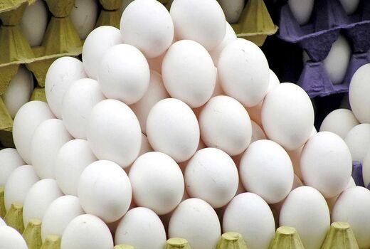 فعالیت 6 واحد مرغ تخم گذار در چهارمحال و بختیاری