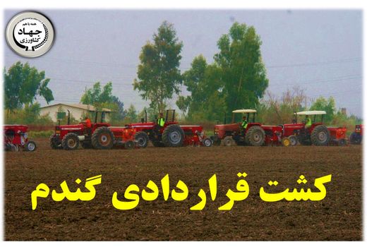 تحقق 47 درصدی کشت قراردادی گندم در مازندران