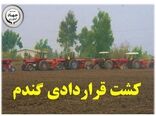 تحقق 47 درصدی کشت قراردادی گندم در مازندران