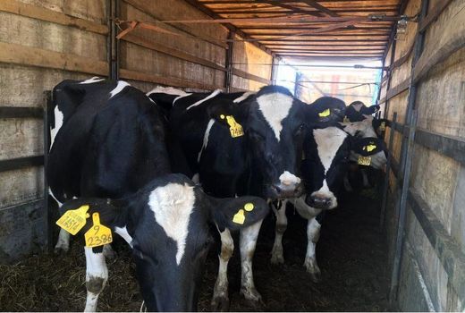 هویت دار شدن 155 هزار راس دام در ساری