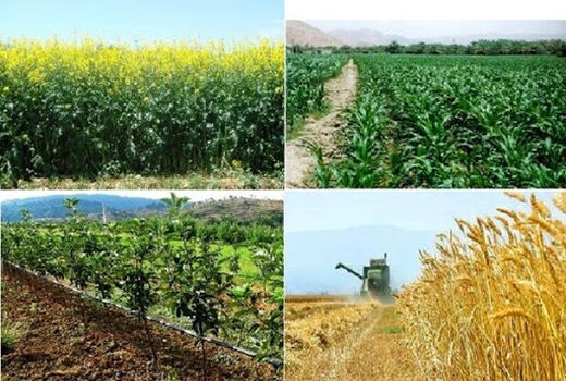 ارزش سالانه محصولات کشاورزی خراسان شمالی ۷۷هزار و ۵۷۲میلیارد ریال است