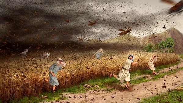 هجوم بیشتر دستجات ملخ صحرایی در سال زراعی پیشرو/ تدارک مبارزه در سطح یک میلیون هکتار زمین کشاورزی