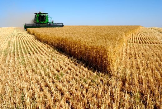  خوزستان پرچمدار تولید گندم کشور طی 8 سال متوالی