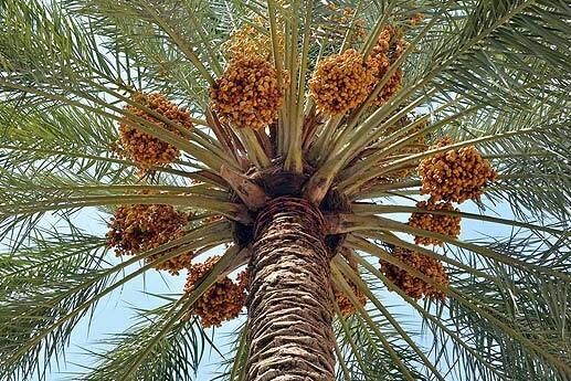 خوشه بندی نخیلات قیروکارزین برای افزایش کیفیت محصول