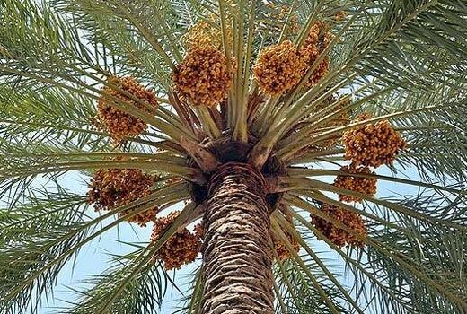 خوشه بندی نخیلات قیروکارزین برای افزایش کیفیت محصول