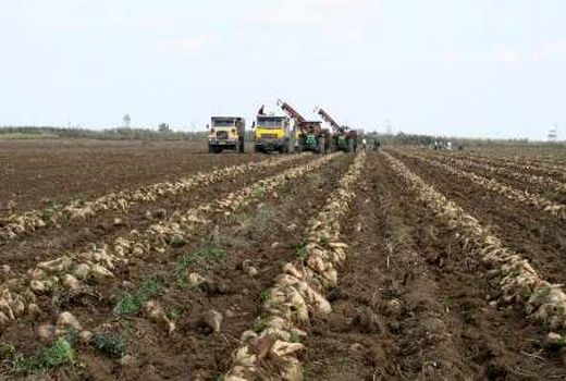 اتمام برداشت مکانیزه چغندرقند پاییزه در فارس