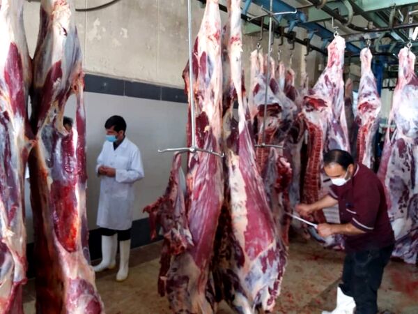استان بوشهر تا پایان سال در تولید گوشت قرمز خودکفا می‌شود 