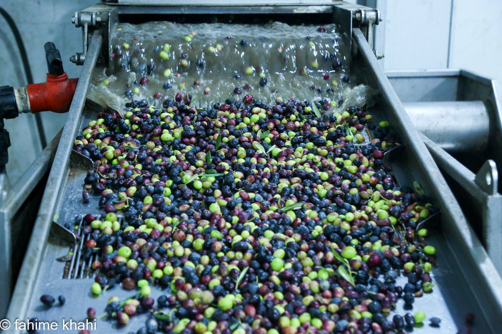 از لمس شاخه تا عصاره ی نور  