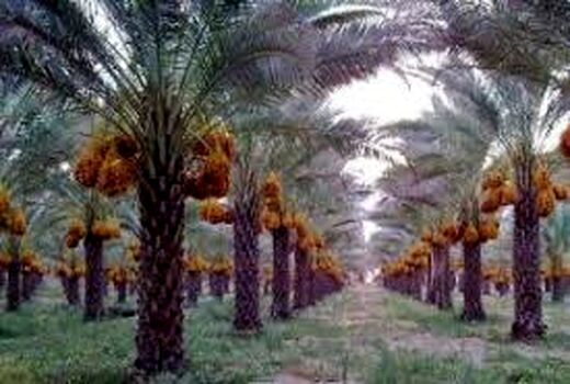 افزایش بهره‌وری نخیلات در خرمشهر