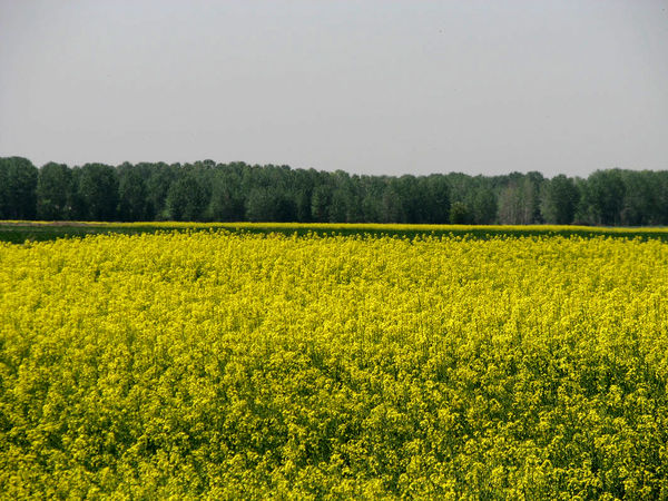 مبارزه با علفهای هرز  در سطح 2435 هکتار از مزارع کلزای شهرستان البرز انجام شد