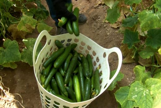 فصل برداشت خیار و سبزیجات گلخانه‌ای در تابستانِ میمه