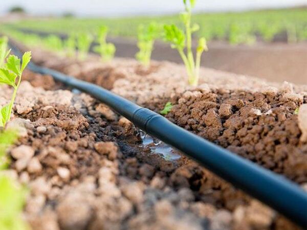  15 هکتار از اراضی کشاورزی روستای حیدری شهرستان بن به سیستم های نوین آبیاری تجهیز شد