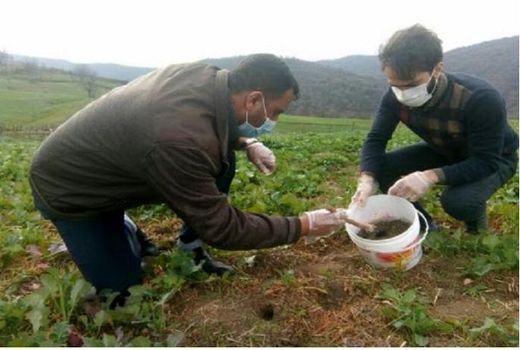 آغاز مبارزه با جوندگان در مزارع کشاورزی شیروان