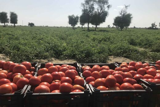 برداشت55هزارتن گوجه فرنگی درسیستان وبلوچستان