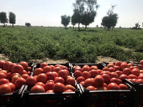 برداشت55هزارتن گوجه فرنگی درسیستان وبلوچستان