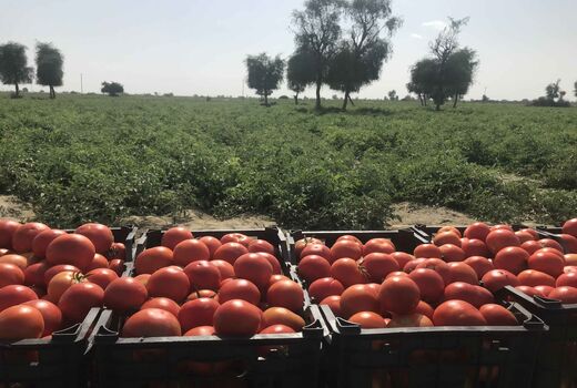 برداشت55هزارتن گوجه فرنگی درسیستان وبلوچستان