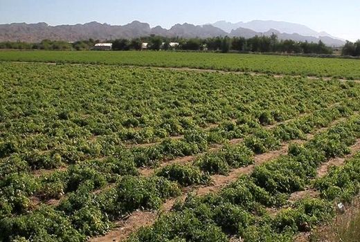 افزایش برداشت ‌گوجه فرنگی در ‌بوشهر/ قیمت در بازار کاهشی می‌شود 