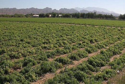 افزایش برداشت ‌گوجه فرنگی در ‌بوشهر/ قیمت در بازار کاهشی می‌شود 