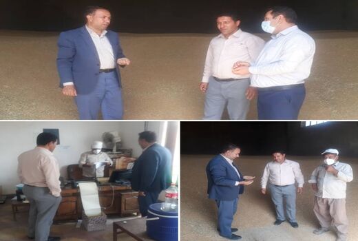 خرید تضمینی گندم در شهرستان هشترود از مرز 50 هزار تن گذشت