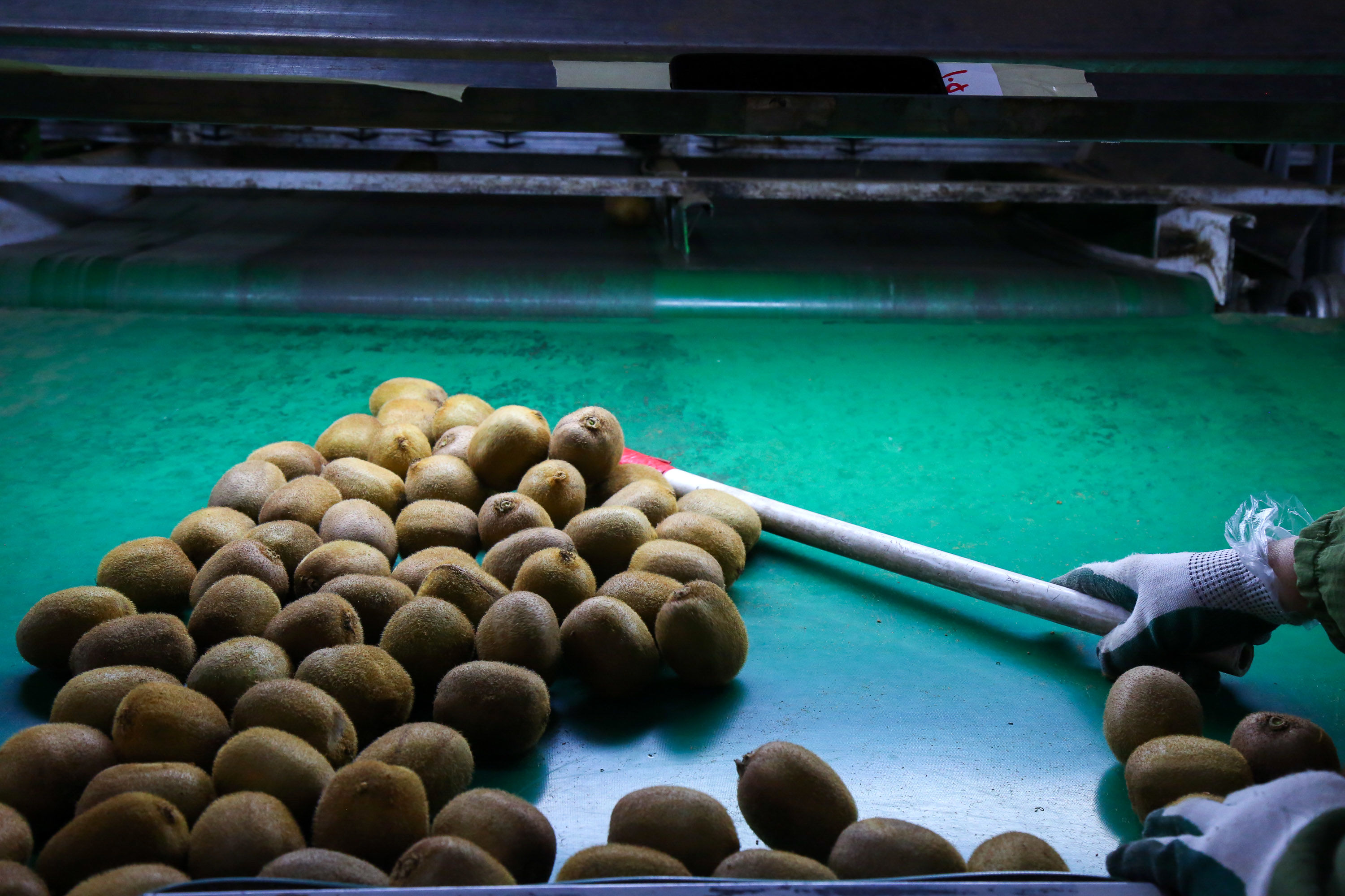  میوه ای شگفت انگیز به نام کیوی 