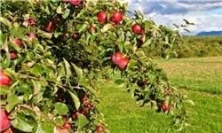 تخصیص اعتبار 500 میلیارد ریالی برای اجرای طرح های جهش تولید در بخش کشاورزی زنجان