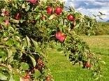 تخصیص اعتبار 500 میلیارد ریالی برای اجرای طرح های جهش تولید در بخش کشاورزی زنجان