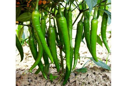 پیش‌بینی تولید 63 میلیاردی فلفل در جویبار