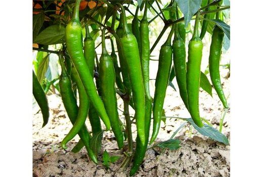 پیش‌بینی تولید 63 میلیاردی فلفل در جویبار