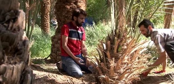 قربانی کردن نخل در خور و بیابانک